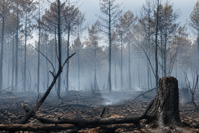 Quelle influence les incendies de Gironde de 2026 sur l&rsquo;écosystème des granulés de bois ?